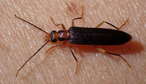 Nacerdes carniolica